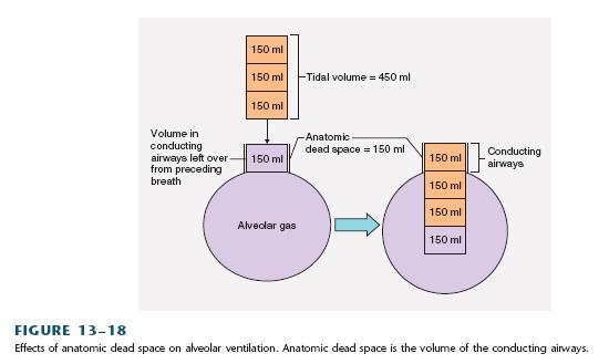 Ventilação alveolar