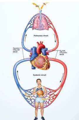 Sistema respiratório +