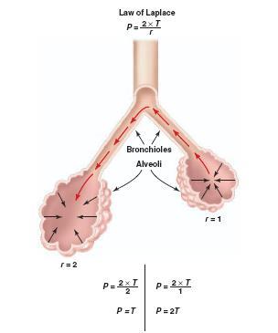 Lei de Laplace Relação entre tensão das paredes e pressão alveolar Sem surfactante,
