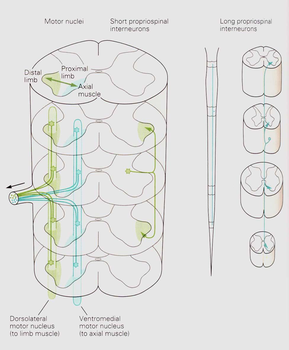 Organização segmentar dos neurônios motores e