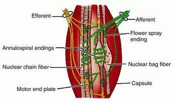 Fibras intrafusais: Conjunto de 4-8 fibras Fibras da Bolsa