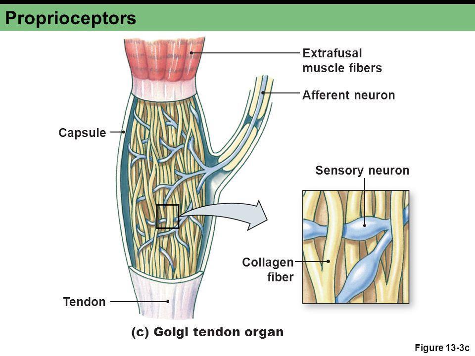 Ib, altamente especializados com limiar baixo Fibras Ib Órgão Tendinoso de Golgi dispõe-se em