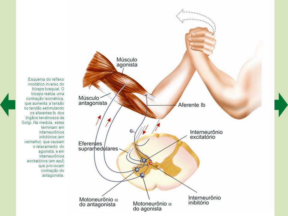 Reflexo Miotático Inverso do Bíceps Braquial Orgão Tendinoso de Golgi regula a tensão muscular através de