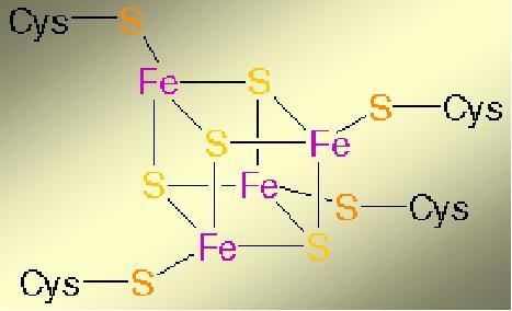 Proteína Fe 2 S 2