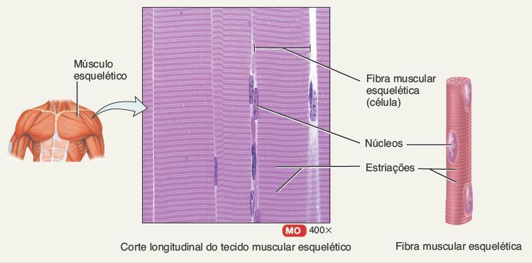 Músculo Esquelético célula muscular x fibra muscular O tecido muscular é estriado: faixas de