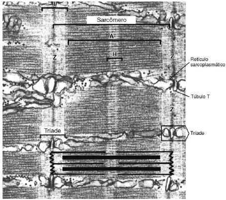 A Célula Muscular