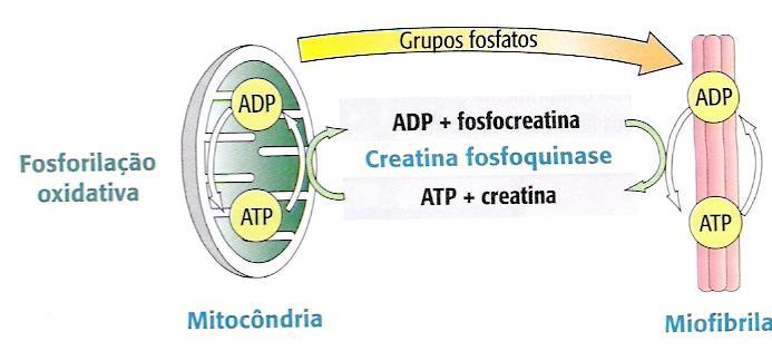 Fontes de Energia Sistema de energia do fosfogênio