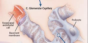 Glomerular