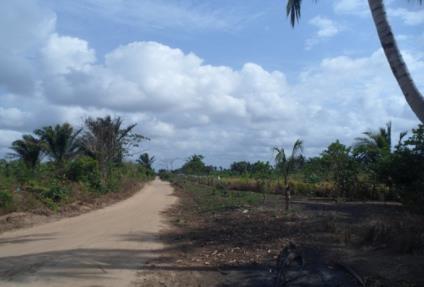 mandioca de molho (uma das etapas para a produção da farinha d água). Ao chegar à comunidade, logo após a casa de seu Pé-da-Onça é possível avistar a vegetação de coco babaçu.