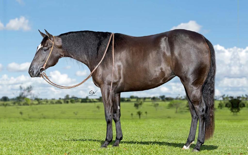 ! CAMPEÃO NON-PRO DERBY SHOW CAMPEÃO OPEN CLASSIC CAMPEÃO DO ROCKY MOUNTAIN SUMMER TOP 10 NO NRHA NON-PRO DERBY SHOW I TOP 10 NO AQHA WORLD SHOW SENIOR REINING SUA MÃE SPARK GOLD WOOD ECB, 13 PONTOS