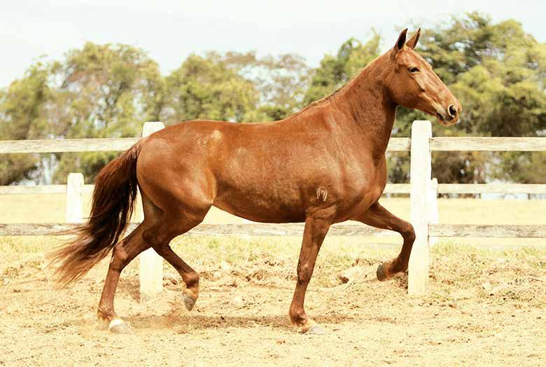 01. Zateira do Edem - embrião Embrião por Estanho de Alcatéia Favacho Diamante FAVACHO DIAMANTE x TUBAÍNA EDÚ Vendedor: Haras R3 Premiações: 1º Prêmio Égua Adulta de Marcha - Caetanópolis/MG 04/2015