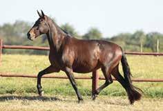 Campeão Cavalo Júnior de Marcha - Montes Claros/MG  Campeão