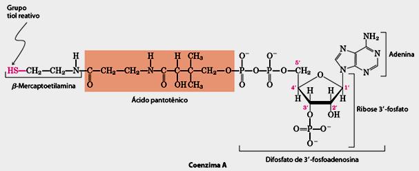 coenzimas (NAD, CoASH, Tiamina Pirofosfato,