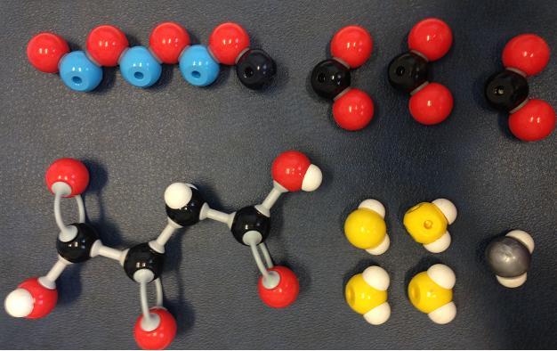 A partir de um piruvato, originário da oxidação da glicose pela via Glicolítica as células em aerobiose conseguem pela reação do complexo piruvato desidrogenase e TCA: 3 NADH, 1 FADH 2, 1 GTP