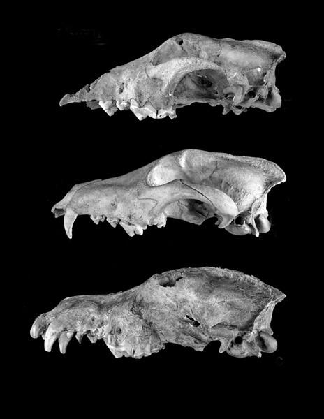 Gemma Tarlach (November 09, 2016, Discover) O crânio na primeira foto, de cima para baixo, é de um canídeo, encontrado na Caverna de Govet, na Bélgica (36.000 anos).