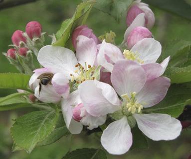 fases do ciclo anual da macieira são influenciadas pelas condições meteorológicas.