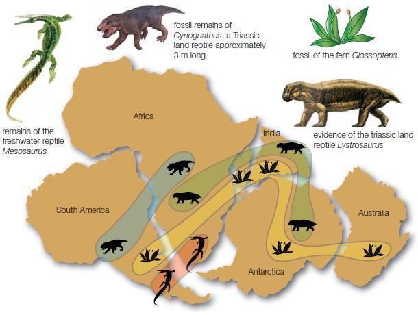 As evidências de Wegener A distribuição de fósseis no continente Africano