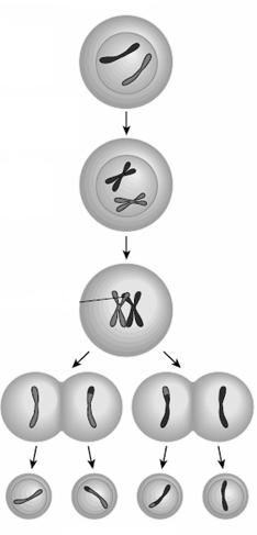 a) EXPLIQUE que relação existe entre lisossomos e complexo de Golgi. b) INDIQUE a função dos lisossomos. c) EXPLIQUE por que todas as organelas dependem das mitocôndrias.