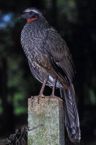 Qual o principal atributo ambiental da Manejo da Área Silvestre RPPN? Objetivo: Manter a bacia hidrográfica sob cobertura do ecossistema natural com produção regular de água.