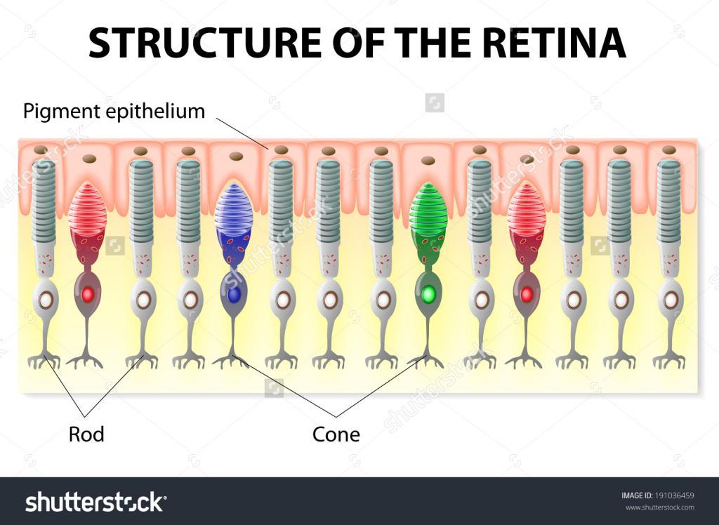 Epitélio Pigmentoso da Retina Epitélio pigmentado: possui maquinaria bioquímia para regeneração de moléulas de fotopigmentos; nutre e protege os fotorreptores.