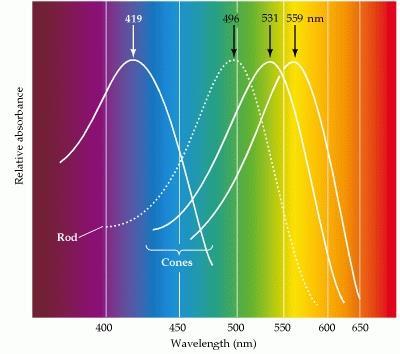 Cones e visão das ores: Perepção de ores permite disriminar objetos om base na distribuição dos omprimentos de onda da luz que refletem para o olho.