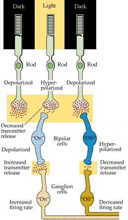 Presença de Luz: Fotorreeptores estão hiperpolarizados, o número de anais de Ca+2 sensíveis à voltagem abertos é reduzido, a taxa de liberação de transmissor diminui = provoa despolarização das