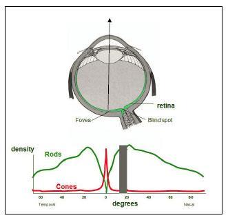 Distribuição anatômia dos ones e bastonetes na retina humana
