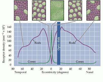 entro da fóvea (alta auidade visual) Bastonetes: Maior
