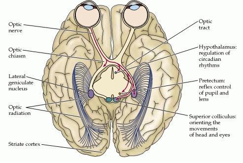 Projeções Centrais das Células Ganglionares da Retina: Nervo óptio Quiasma óptio Núleo Geniulado Lateral: mediar visão e a perepção visual