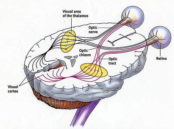 Pré-teto: ontrole reflexo da pupila Colíulo Superior: movimento dos olhos e da abeça Córtex visual primário Fibras ganglionares da retina