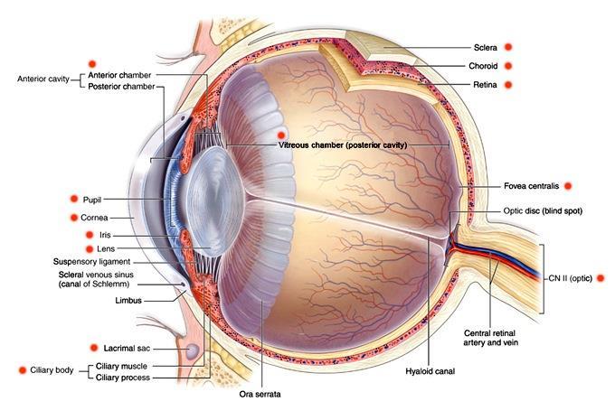 Anatomia do Olho Trajeto mais
