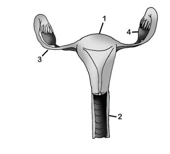 Com relação à figura III, assinale a alternativa correta. 1) A fecundação, em humanos, geralmente ocorre na estrutura 2. 2) A estrutura 3 corresponde ao corpo do útero.