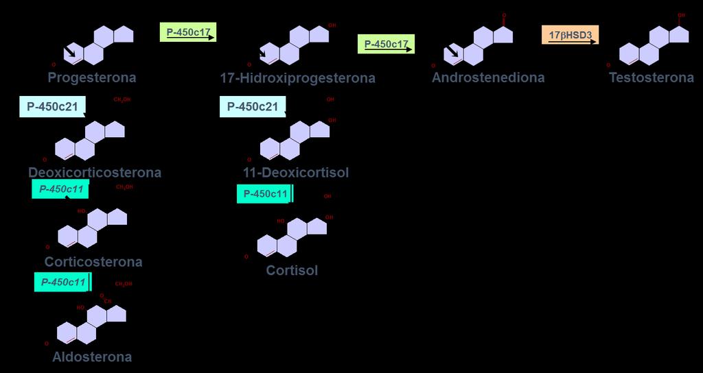 Introdução 3 Figura 1 Esteroidogênese adrenal simplificada. A enzima 21-hidroxilase (P450c21) atua na conversão da progesterona em deoxicorticosterona e da 17OH-progesterona em 11-deoxicortisol.