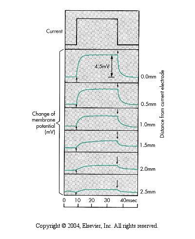 A transmissão passiva das diferenças de voltagem ao longo da membrana é chamada de