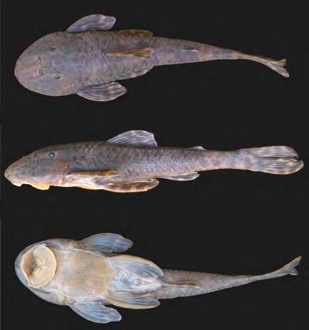 FIGURAS 9. FIGURAS Figura 1. Neoplecostomus sp. n.