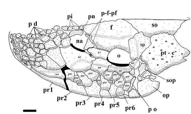 FIGURAS Figura 7. Crânio em vista dorsal, lado esquerdo.