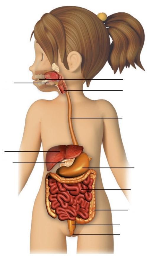 3º ANO RUBRICA: NOME: ESCOLA: DATA: INFORMAÇÃO: 1 Faz a legenda do esquema com os nomes dos órgãos do sistema digestivo.