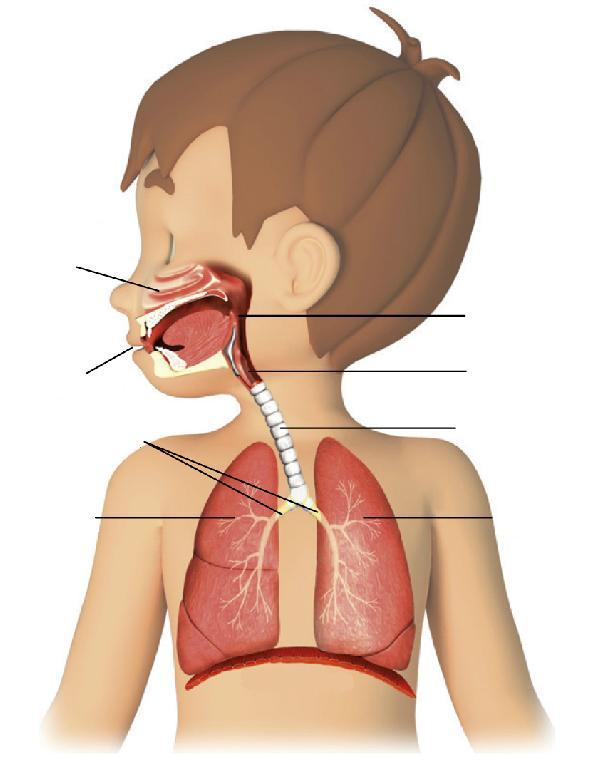 3 Numera o esquema, de acordo com os órgãos do sistema respiratório.