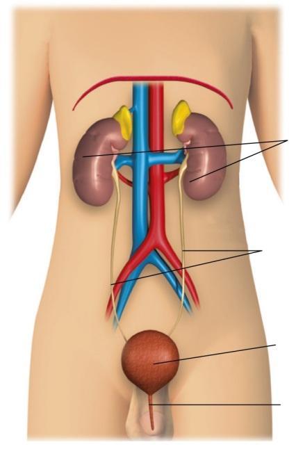 11 Numera o esquema, de acordo com os órgãos do sistema urinário. 1 uretra bexiga 3 rins 4 ureteres 1 Completa o seguinte esquema com os nomes dos órgãos do sistema urinário.