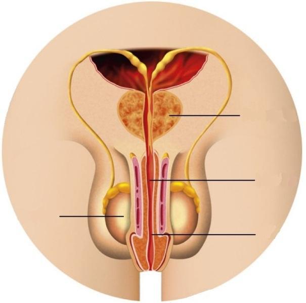 óvulo fecundação espermatozoide Para se formar um novo ser, é necessário que uma célula masculina ( ) se encontre com uma célula feminina ( ). Quando o espermatozoide e o óvulo se juntam, dá-se a.