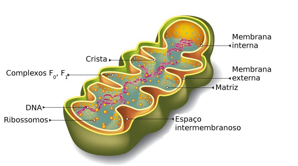 Representação mitocondrial. Fonte: http://www.