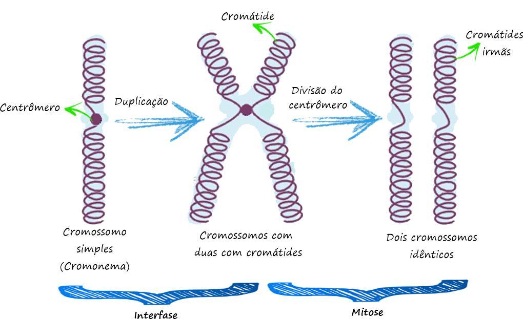 Mitose Após a intérfase, a célula iniciará a fase da divisão, a mitose, onde serão produzidas duas células-filhas idênticas (sem alterar o número de cromossomos das células-mãe).