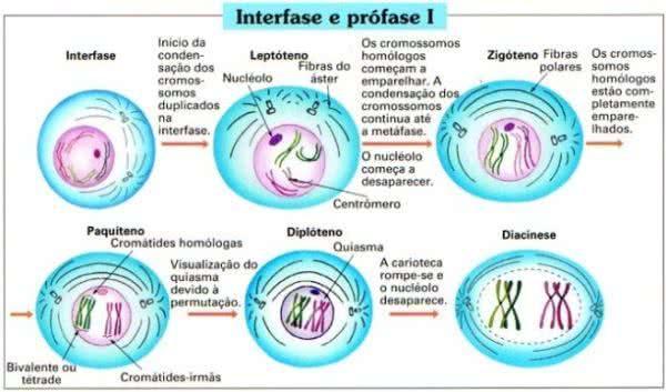 Fonte: https://static.todamateria.com.