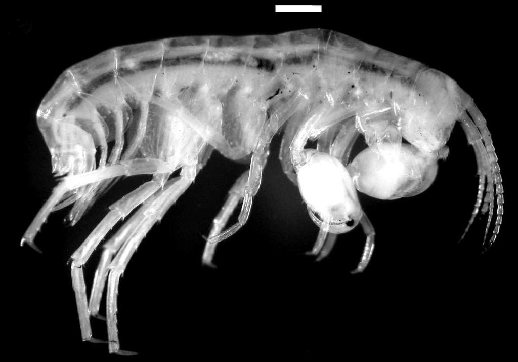 Fig. 14. Hyalella sp. nov.