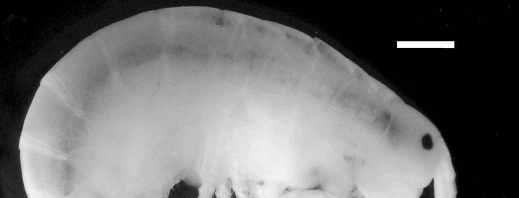 (Gonzales et al., 2006). As duas espécies compartilham algumas características como o formato do gnatópodo 2, com a palma irregular e menor que a margem posterior.