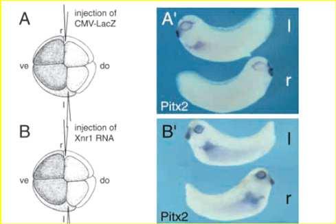 Neste experimento, injetaram Nodal no lado direito do embrião e fizeram hibridação in situ para Pitx2 nos girinos CONTROLE Qual é o efeito do Nodal?