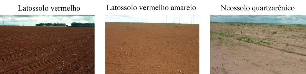 Mesmo considerando o fato de ter sido verificado em campo uma gradual transição de solos argilosos para solos menos argilosos nos talhões conforme se aproxima das drenagens, a origem dos NQ está