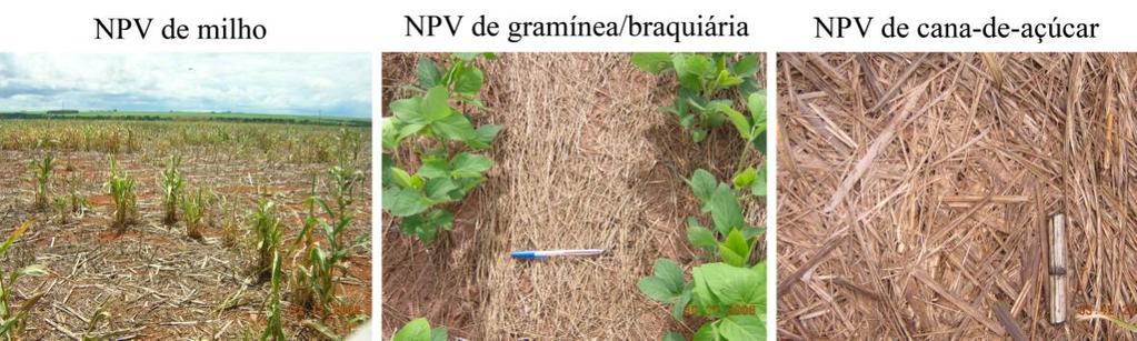 O NPV é o elemento de cena mais representativo na área de estudo, em função da prática agrícola de cultivo mínimo (plantio direto), que reduz o risco de degradação do solo.