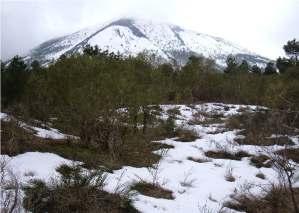 Project FOR CLIMADAPT : Adaptation of Mediterranean woodlands to climate Actividade Itália - Ente Parco Nazionale Del Vesuvio (Chefe de fila) Parque Nacional do Vesuvio (Man and Biosphere Reserve)