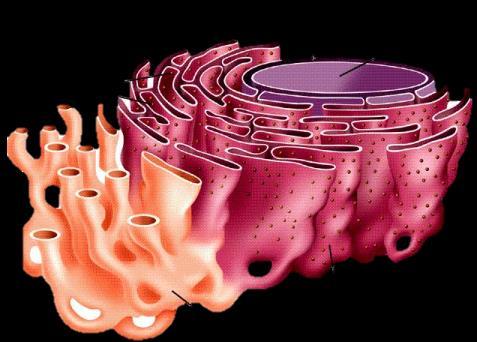 Retículo endoplasmático granuloso Apresentam ribossomos aderidos às suas membranas Síntese de proteínas e lipídios/